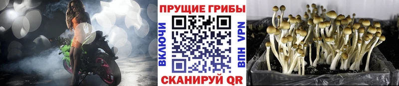 купить наркотики сайты  Междуреченск  Псилоцибиновые грибы мицелий 